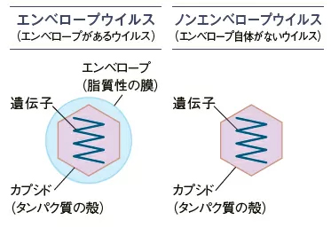 エンベロープウイルスとノンエンベロープウイルス